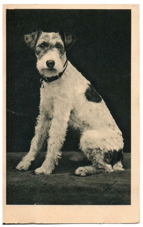 chien 053 007