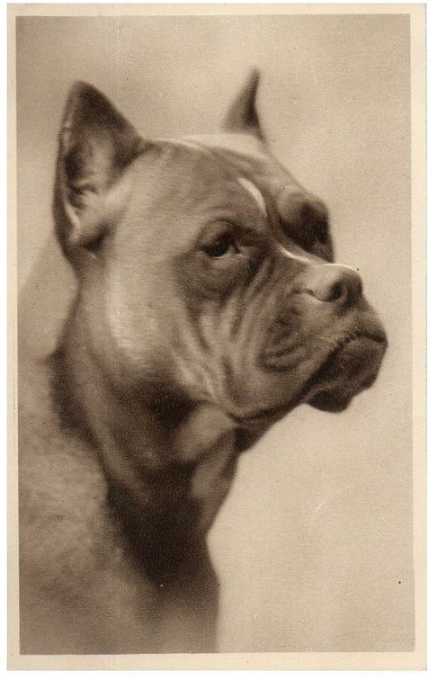 chien 053 017