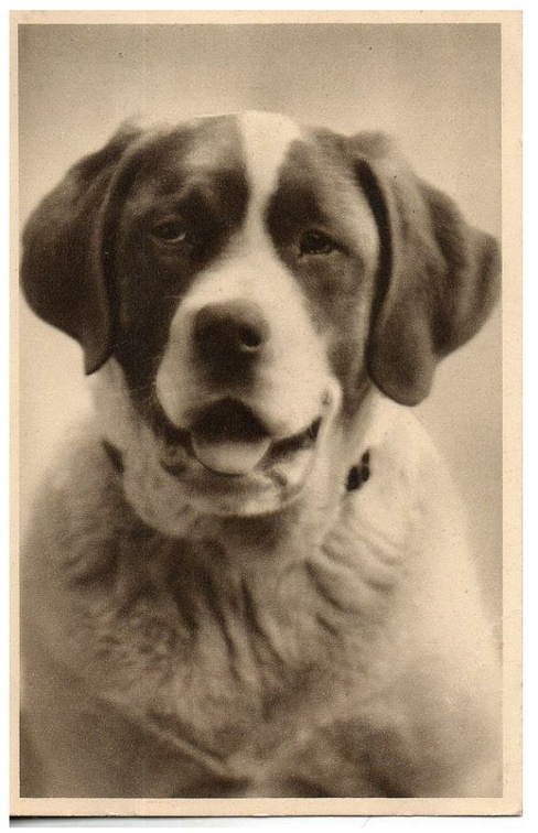 chien 053 018