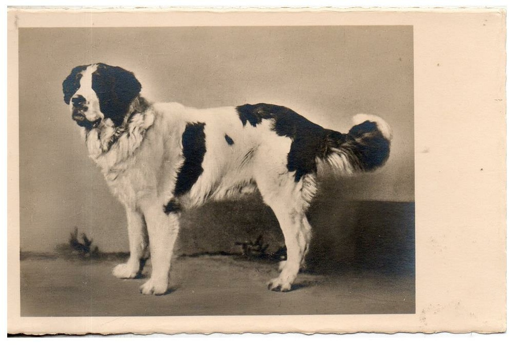 chien 053 019