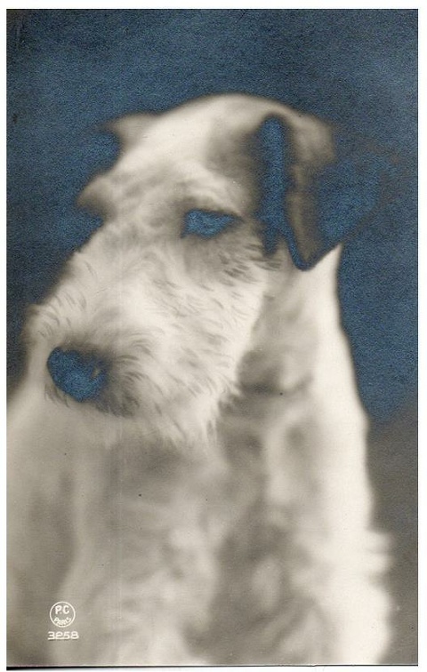 chien 053 021