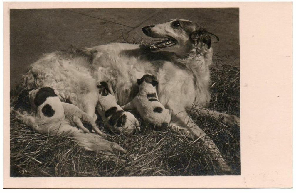 chien 053 024