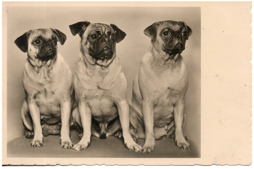 chien 053 025