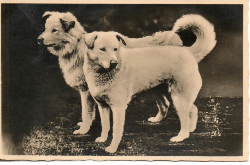 chien 054 010