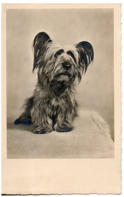 chien 054 017