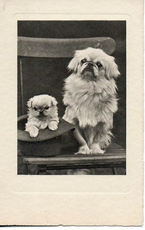 chien 054 018