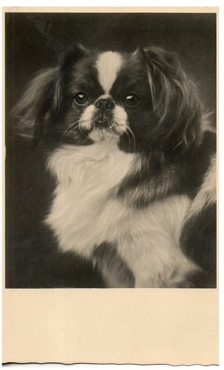 chien 054 024