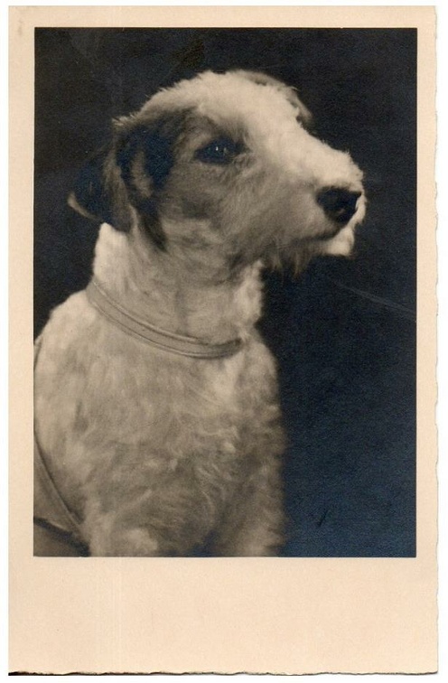 chien 054 025