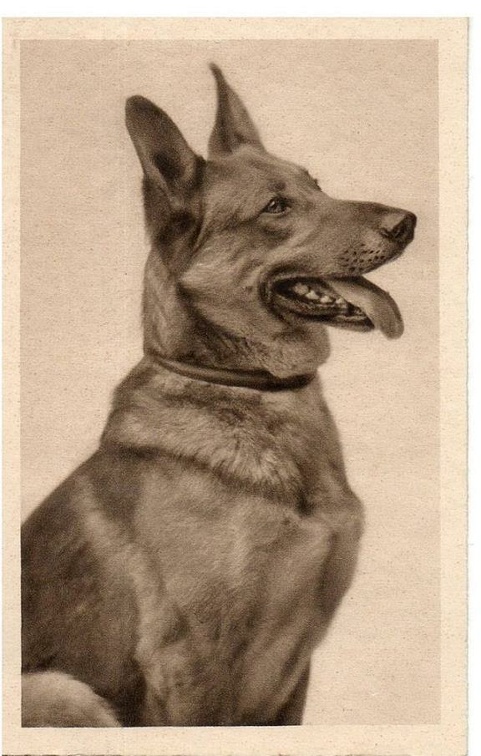 chien 054 026a