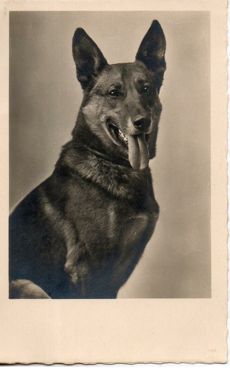 chien 054 026b