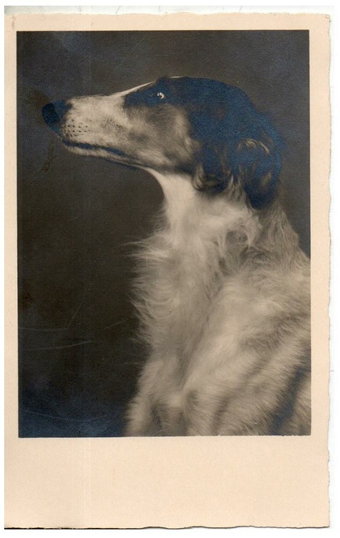 chien 054 027