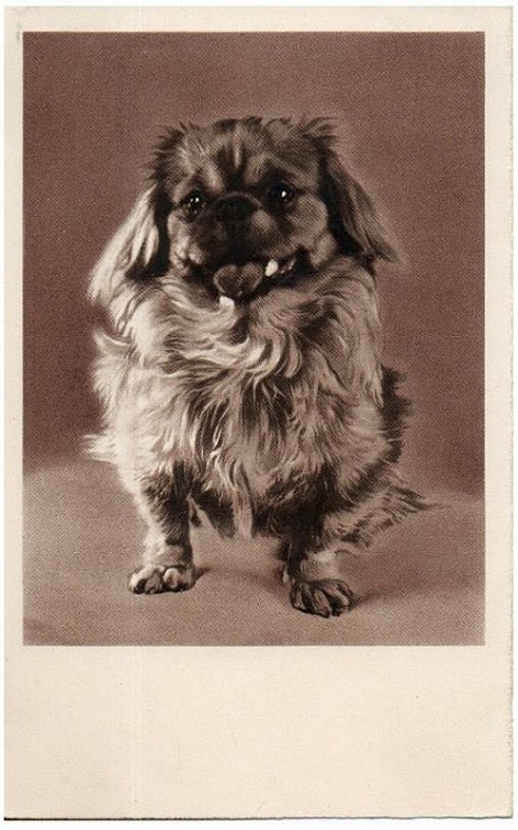 chien 054 028