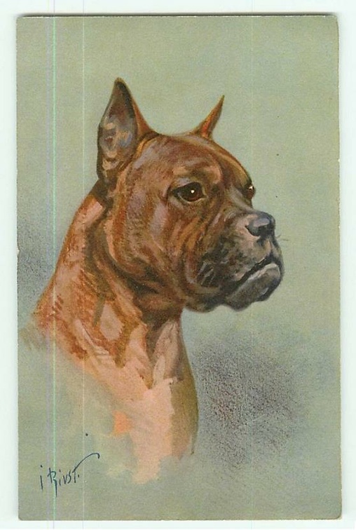 chien boxer 225 001