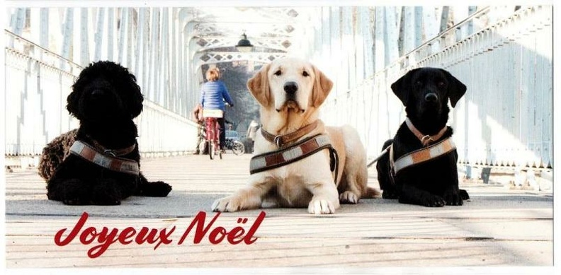 chien guide de paris img20201113 14203790
