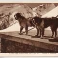 chiens-des-pyrenees 542 001