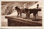 chiens-des-pyrenees 542 001