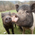 cochon noir ciwf-email-pig-header