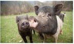 cochon noir ciwf-email-pig-header