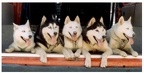 huskys 2022-07-20 Doonerak Runners chiens de travail et de sport