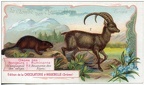 les mamiferes 244 003