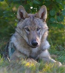 loup 518236875 10232381253807846 6769240008138321897 n