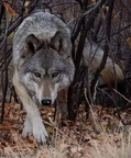 loup 519667182 10232381252567815 7142501026662704079 n