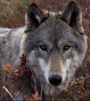 loup 520415807 10232381252047802 1853179725052577981 n