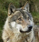 loup 520434911 10232381253087828 1853197416113357841 n