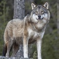 loups 154562949 180313276899992 1845663496621829429 n