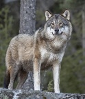 loups 154562949 180313276899992 1845663496621829429 n