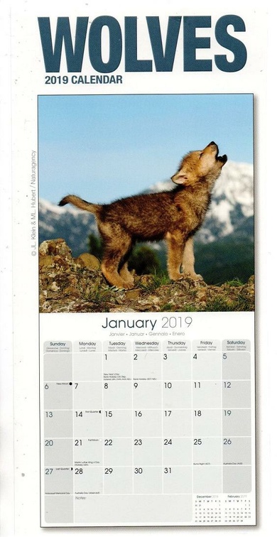 loups img20201125 11095778