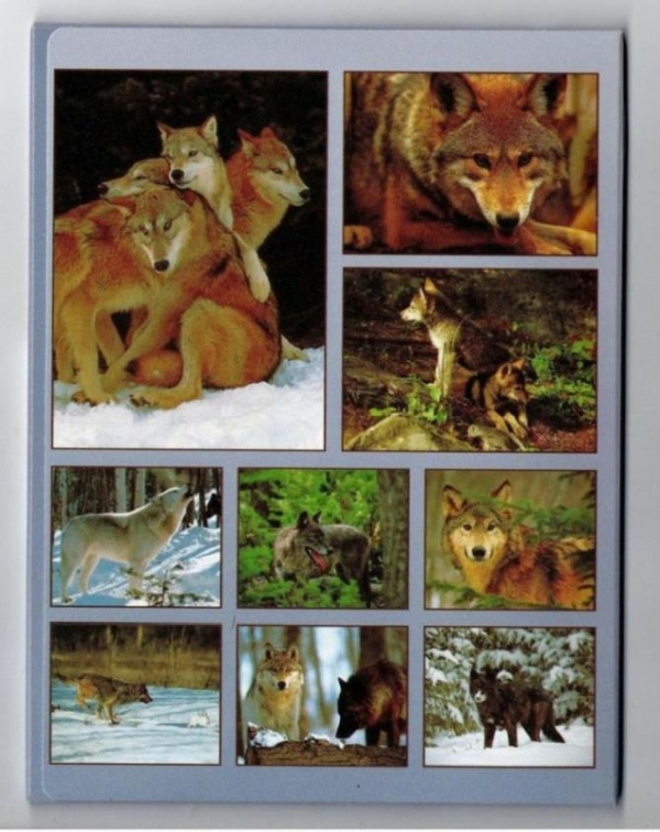 loups img20201211 15342843