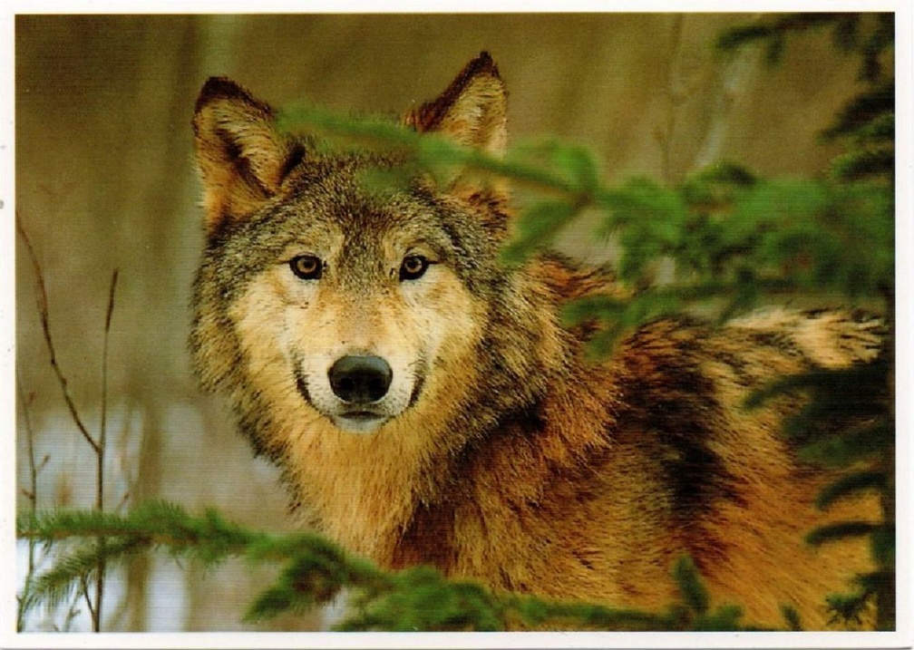loups img20201211 15373119