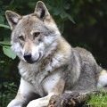 loups img20201211 15373120