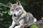 loups img20201211 15373120