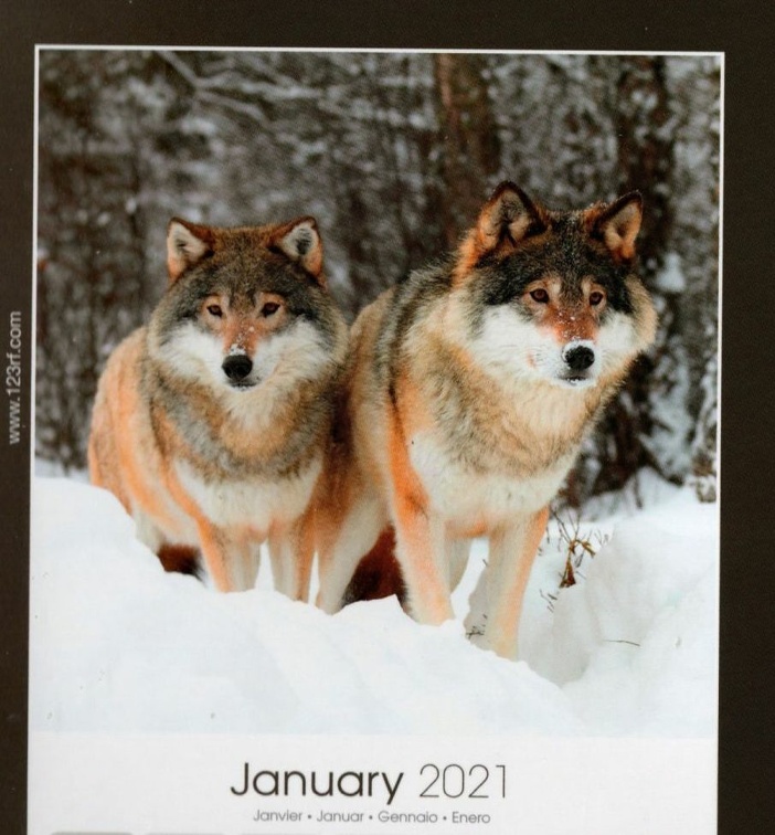 loups img20220103 07532040 january