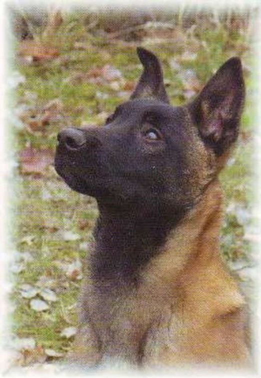malinois 242 001