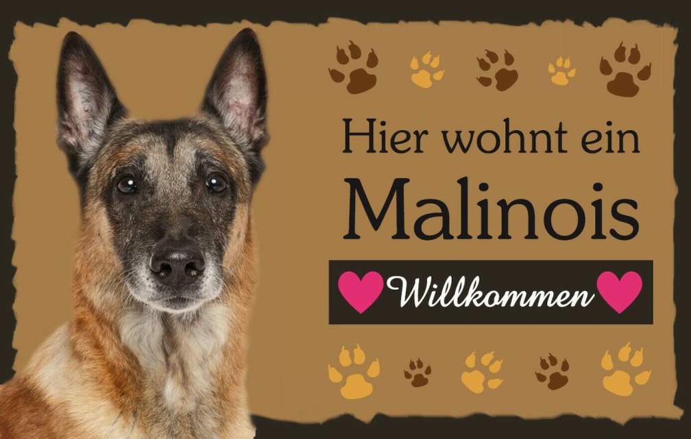 malinois 242 003