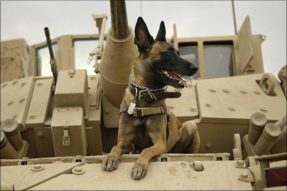 malinois 242 004