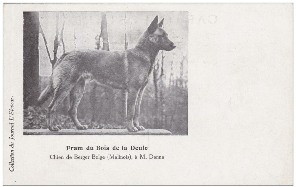 malinois 762 001
