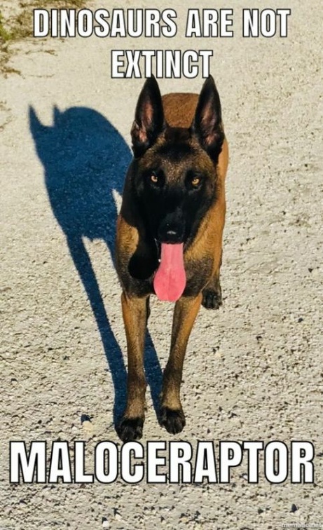 malinois maloceraptor