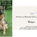 raya chien guide img20211120 18000263