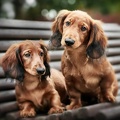 teckel 1444x920 two adorable