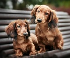 teckel 1444x920 two adorable