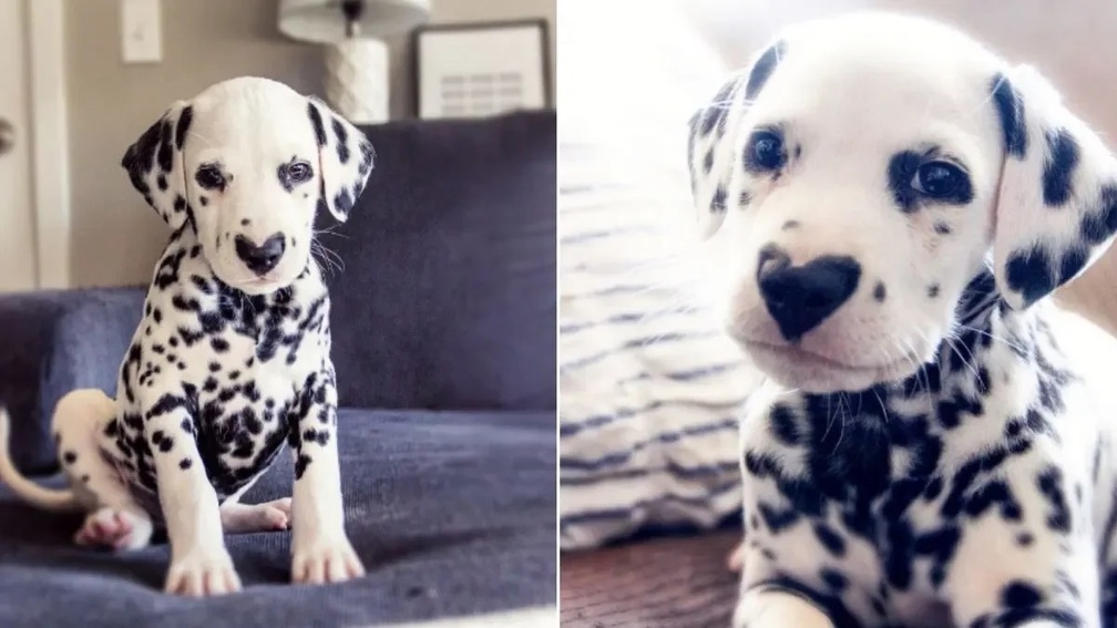 Wiley de Dalmatier Draagt Zijn H.2e16d0ba.fill-1200x675