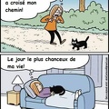 chat noir 334676910 516818863857729 1153765918353600605 n