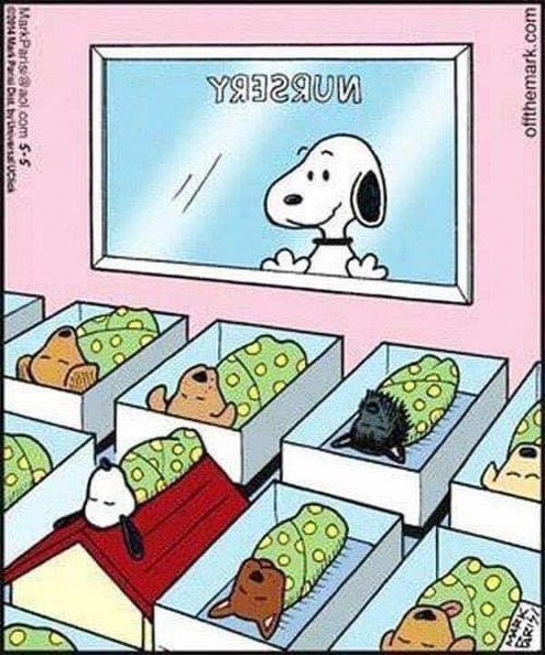 snoopy_366579376_676217304540989_2815034105465522245_n.jpg