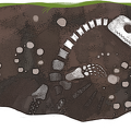 215e anniversaire Mary Anning