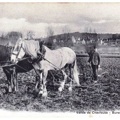 bures labourage champ chevaux annees 1900