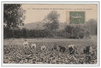 gometz la recolte des haricots 815 001